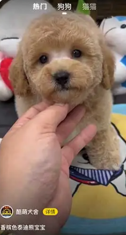 寵物寶app官方下載