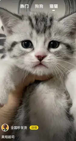 寵物寶app官方下載